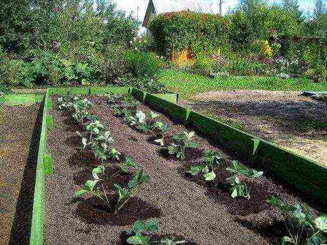 kizima vegetable garden without hassle how to grow victoria
