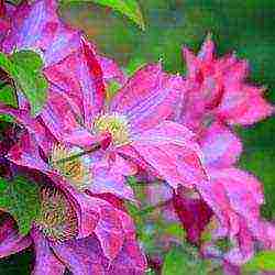 clematis the best varieties for the Moscow region