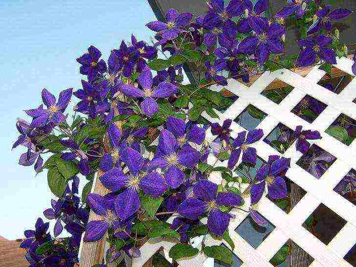 clematis the best varieties for the Moscow region