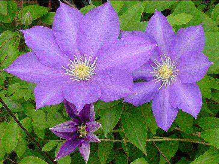 clematis the best varieties for the Moscow region