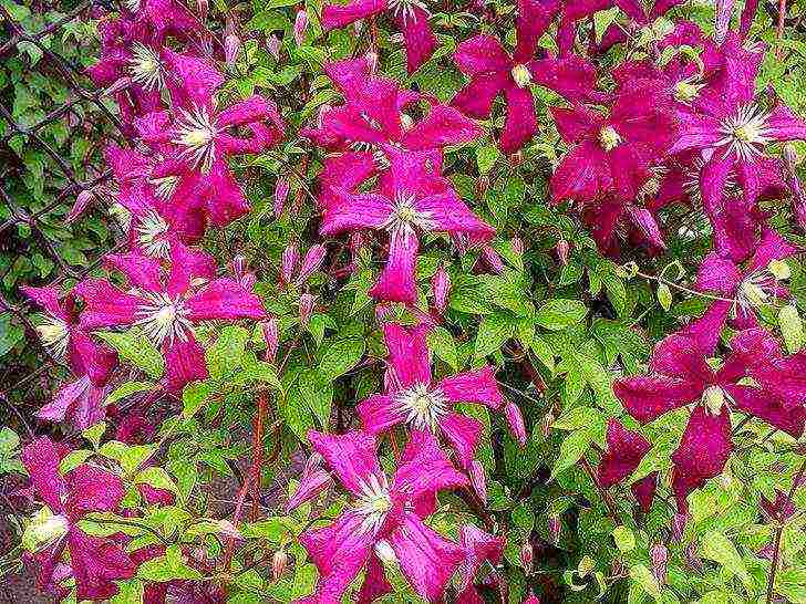 clematis the best varieties for the Moscow region