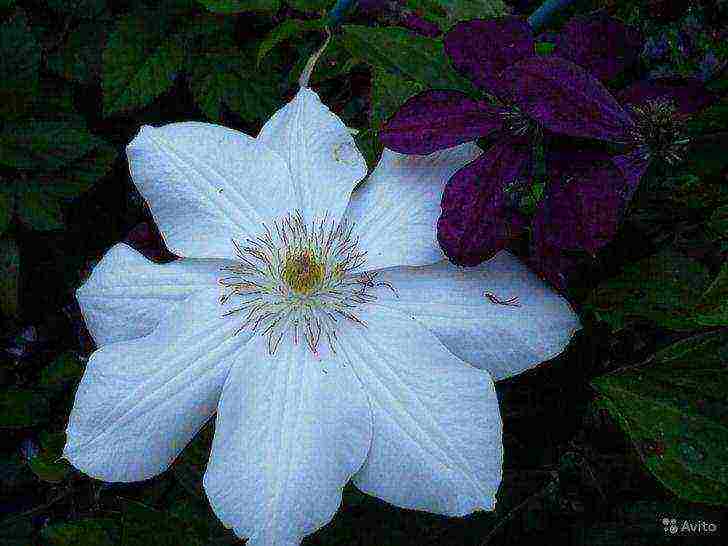 clematis the best varieties for the Moscow region