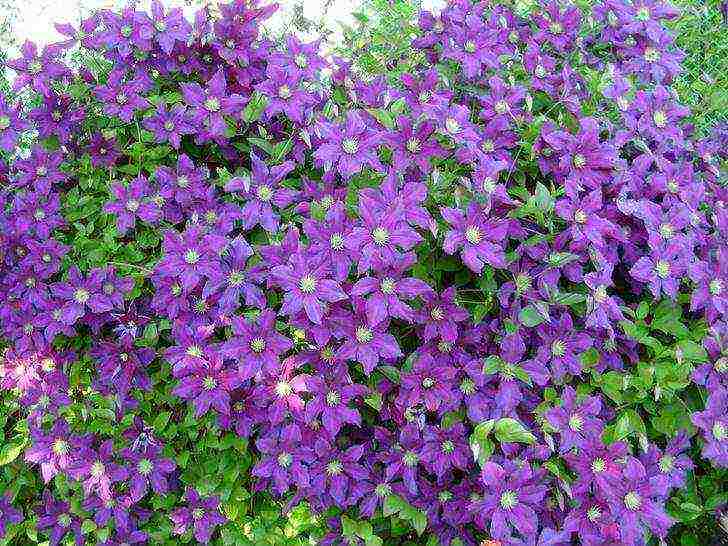 clematis the best varieties for the Moscow region