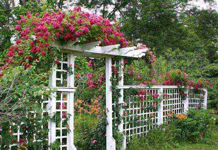 clematis ang pinakamahusay na mga pagkakaiba-iba para sa rehiyon ng Moscow