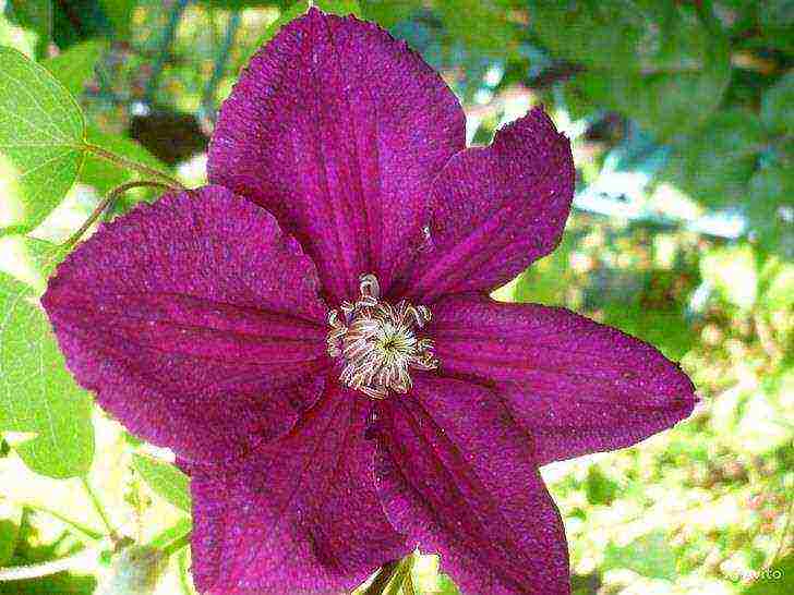 clematis the best varieties for the Moscow region