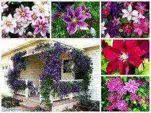 clematis the best varieties for the Moscow region