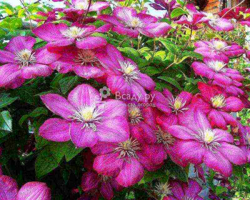 clematis the best varieties for the Moscow region