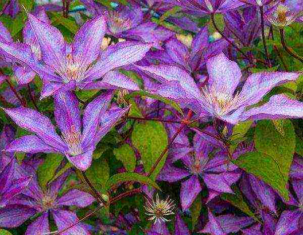 clematis planting and care in the open field for beginners