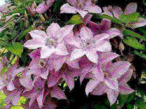 clematis planting and care in the open field for beginners