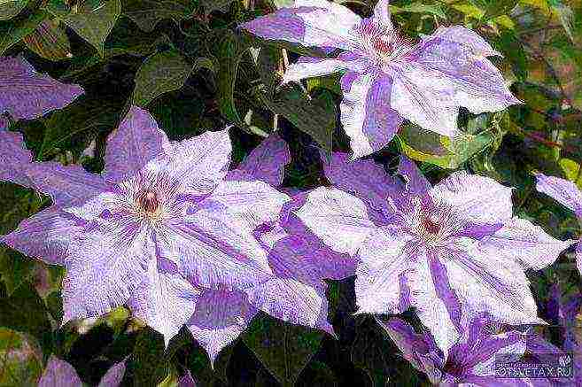 clematis planting and care in the open field for beginners