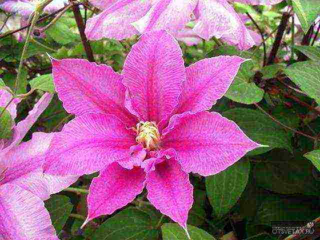 clematis planting and care in the open field for beginners