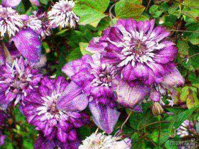 clematis planting and care in the open field for beginners