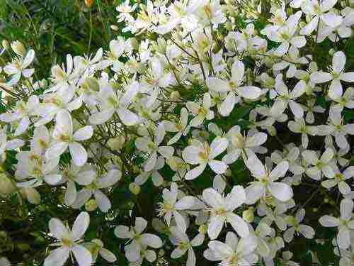 clematis planting and care in the open field for beginners in the fall