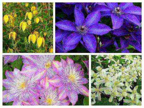 clematis planting and care in the open field for beginners in the fall