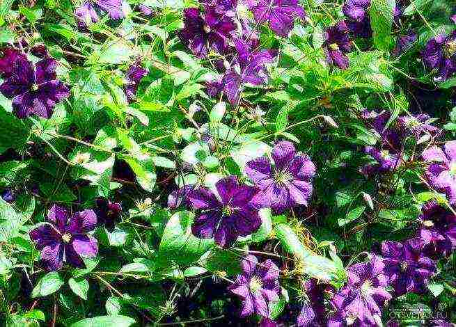 clematis planting and care in the open field for beginners in the fall