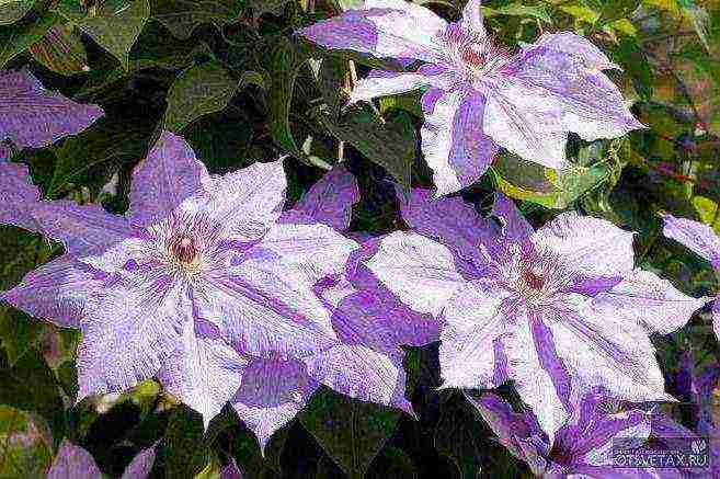 clematis planting and care in the open field for beginners in the fall