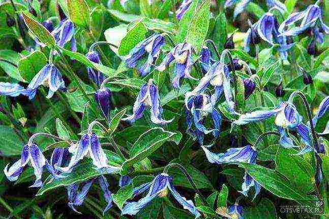 clematis planting and care in the open field for beginners in the fall