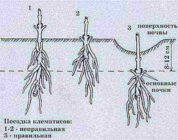 clematis planting and care in the open field for beginners in the fall