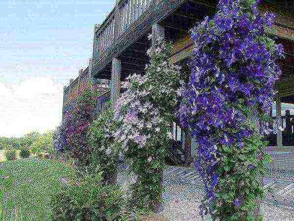 pagtatanim ng clematis at pangangalaga sa bukas na larangan para sa mga nagsisimula sa taglagas