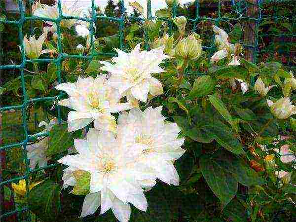 clematis planting and care in the open field for beginners in the fall