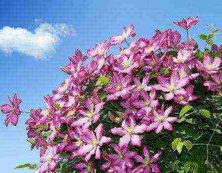 pagtatanim ng clematis at pangangalaga sa bukas na larangan para sa mga nagsisimula sa taglagas