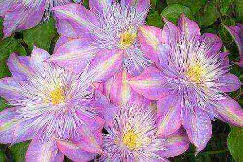 clematis planting and care in the open field for beginners in the fall