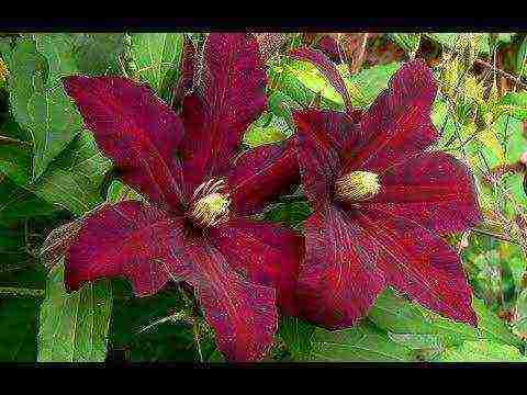 clematis planting and care in the open field for beginners in the fall