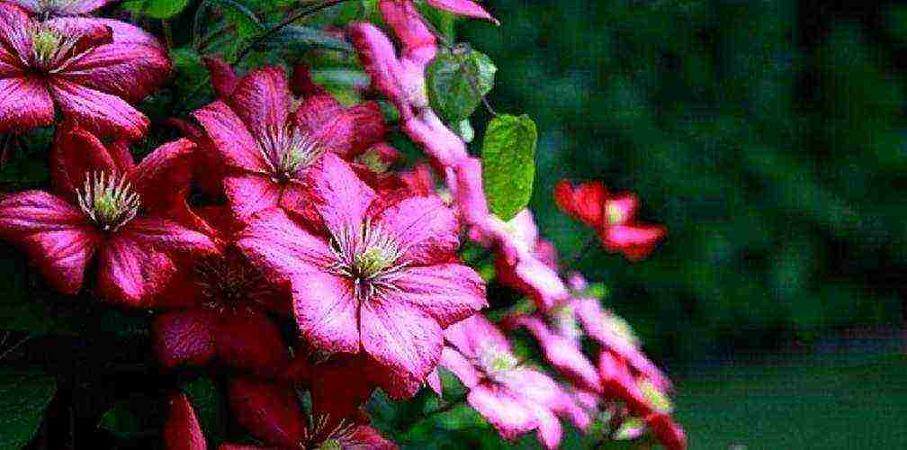 clematis planting and care in the open field in the Urals