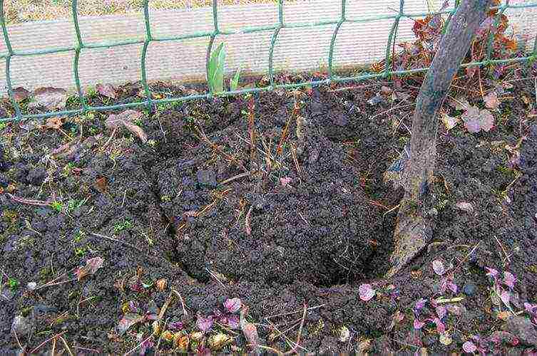 clematis planting and care in the open field in the Urals