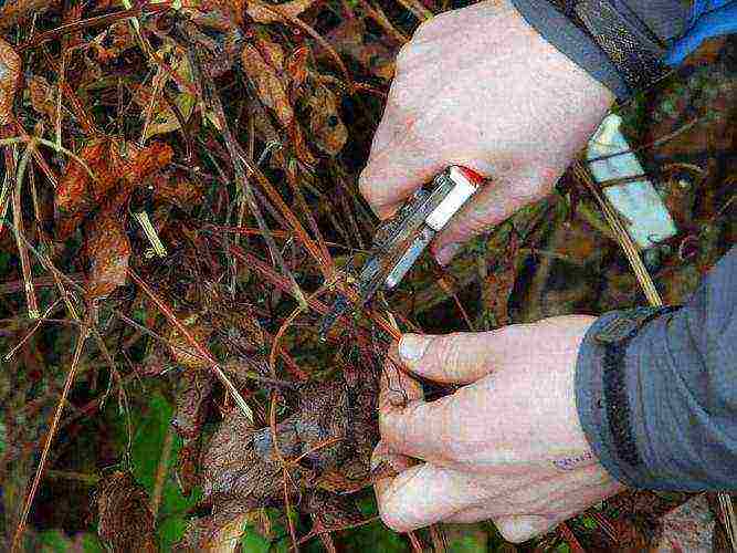 pagtatanim at pangangalaga ng clematis sa bukas na bukid sa Urals