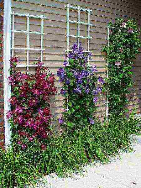 clematis planting and care in the open field in the Urals