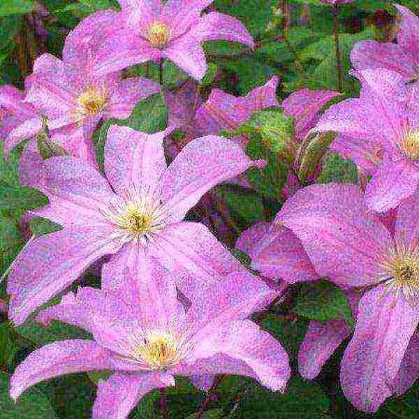 clematis planting and care in the open field in the Urals