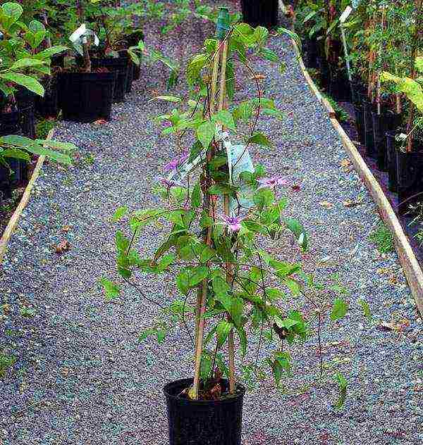 clematis planting and care in the open field in the Urals