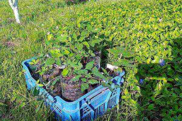 clematis planting and care in the open field in the Urals