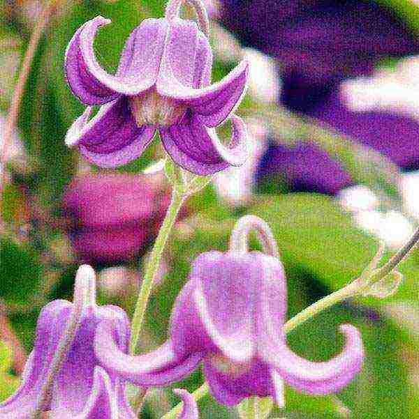 clematis planting and care in the open field in the Urals