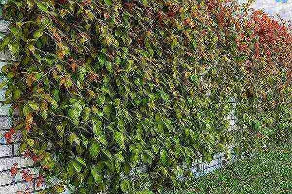 clematis planting and care in the open field in the Urals