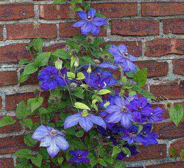 clematis planting and care in the open field in the Urals