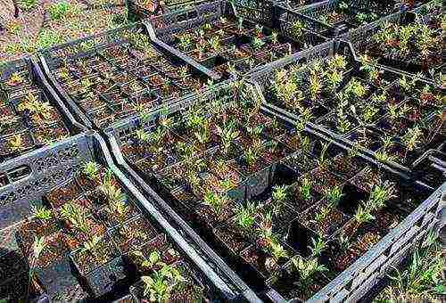 clematis planting and care in the open field in the Urals