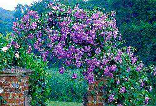 clematis planting and care in the open field in the Urals