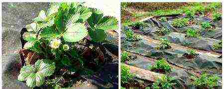 strawberry planting and care in the open field under a film