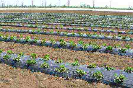 strawberry planting and care in the open field under a film