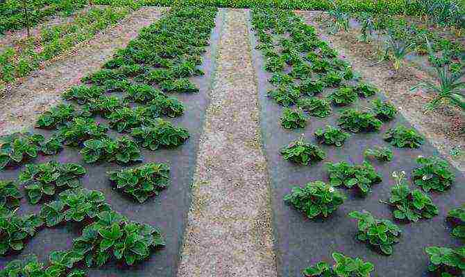 strawberry planting and care in the open field under a film