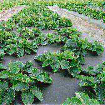 strawberry planting and care in the open field under a film