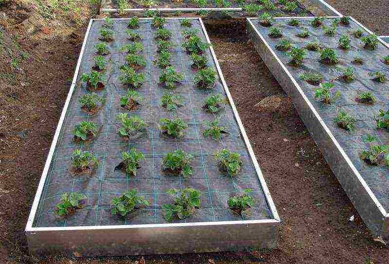 strawberry planting and care in the open field under a film