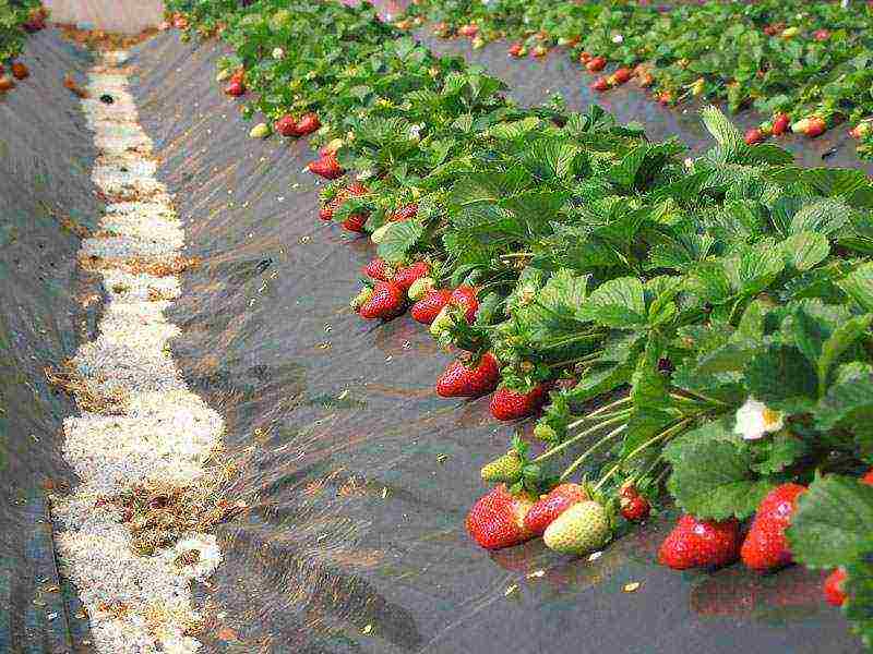 strawberry planting and care in the open field under a film