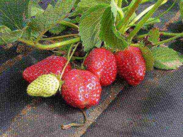 strawberry planting and care in the open field under a film