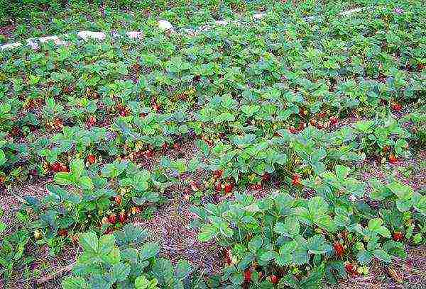 pagtatanim ng strawberry at pangangalaga sa bukas na bukid sa siberia