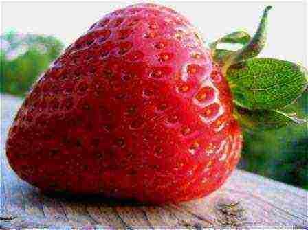 strawberry planting and care in the open field in siberia