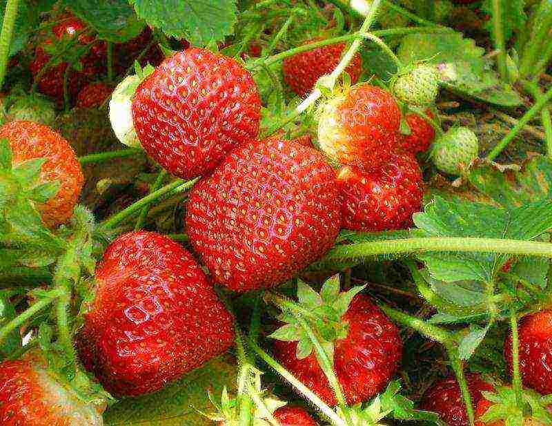 strawberry planting and care in the open field in siberia