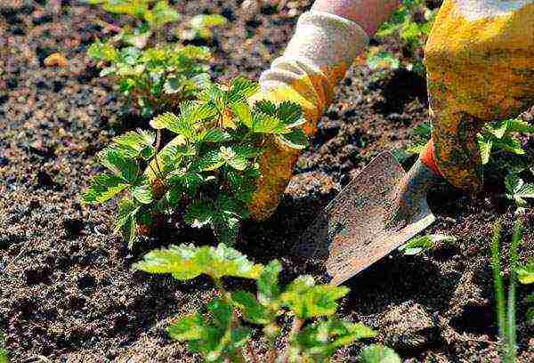 strawberry planting and care in the open field in siberia
